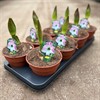 AMARYLLIS 13 CM APPEL BLOSSSOM 30/32